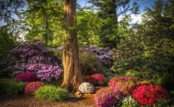 gardendesign-landscaping-japanese-azalea-zug-zurich